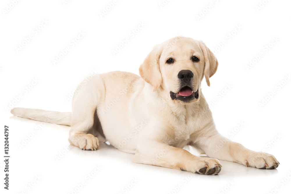 Labradorwelpe