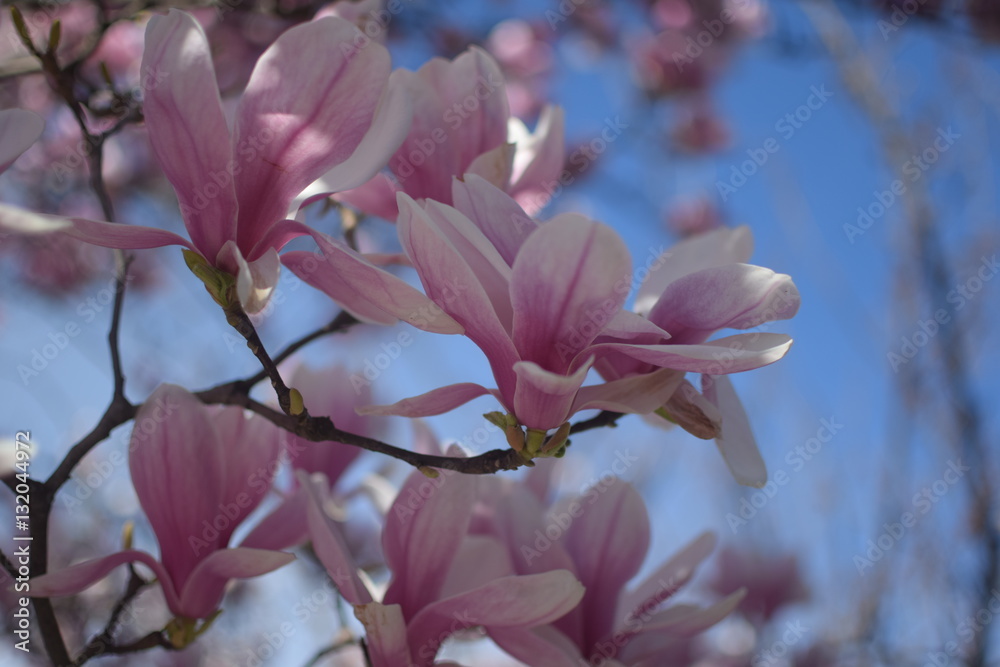 Obraz premium Pink spring flowers