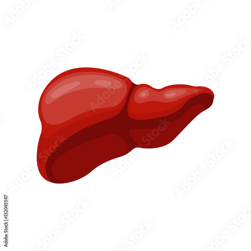 Human liver vector.