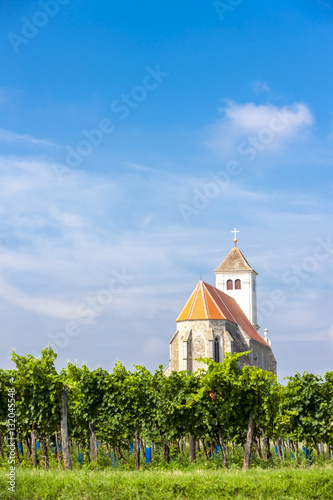 church with vineyard, Kirchenberg, Lower Austria, Austria photo