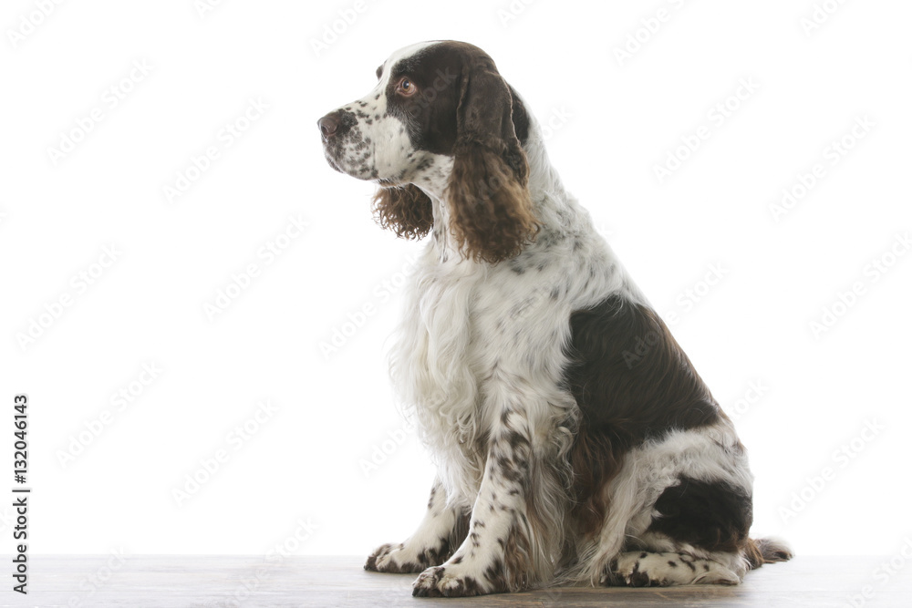 english springer spaniel in studio 