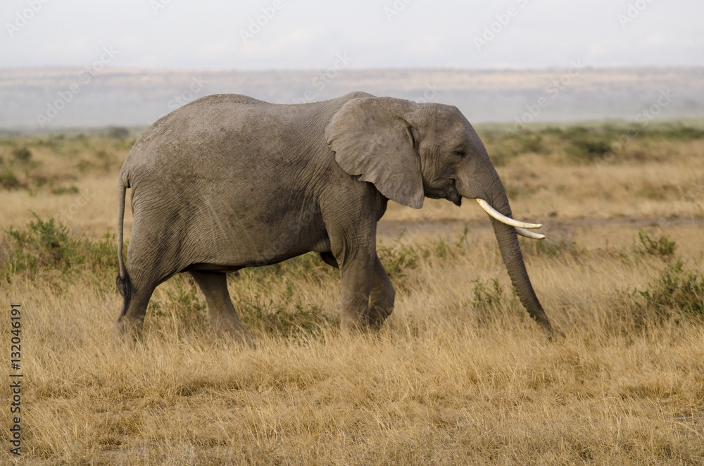 Eléphant d’Afrique, Loxodonta africana, parc national de Tarangire, Tanzanie