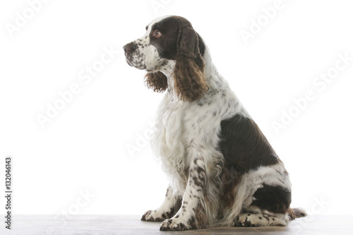 Obraz na płótnie english springer spaniel in studio 