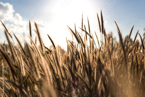 Grass field during sunset