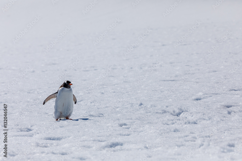 Obraz premium Pinguin in der Antarktis