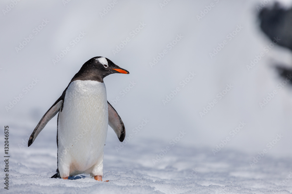 Naklejka premium Pinguin in der Antarktis