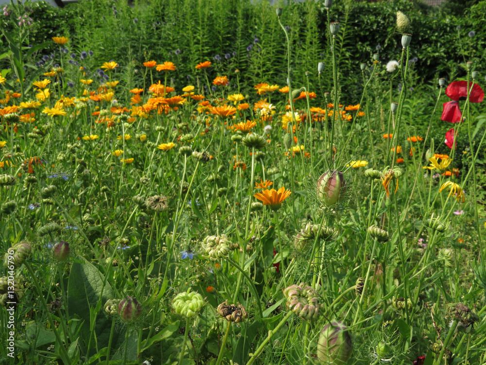 Bauerngartenblumen Bauerngartenblumen