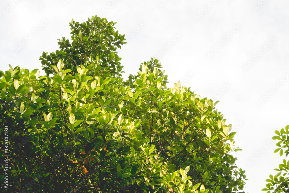 Fresh light green tree leave isolated on white background Fresh light green tree leave isolated on white background
