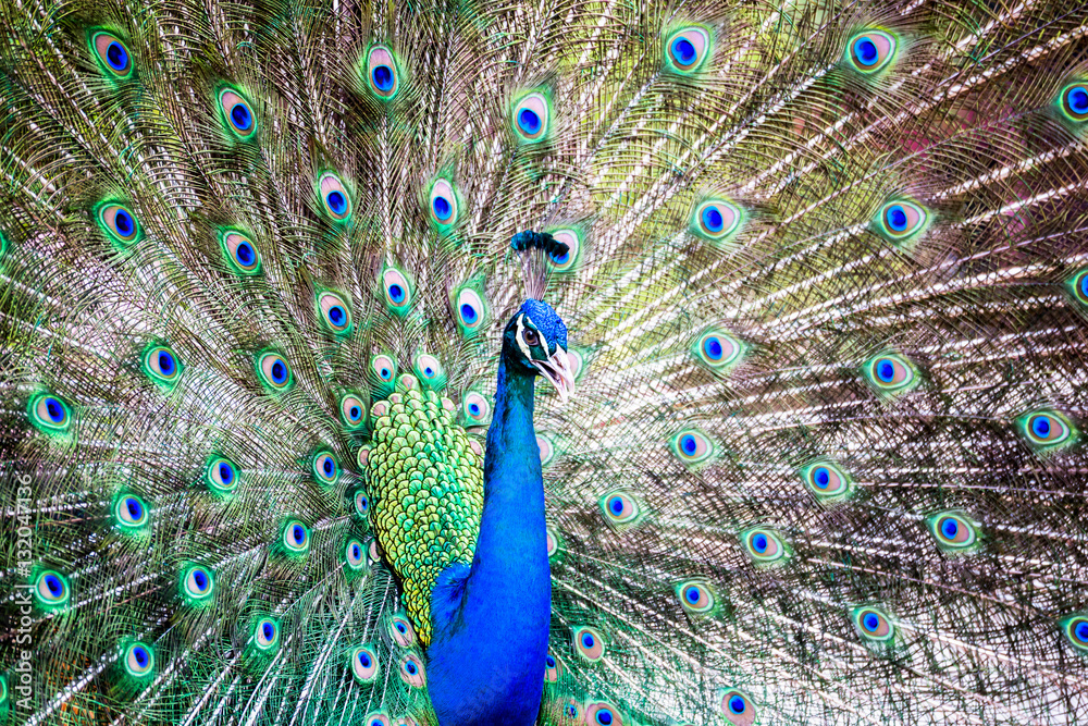 Naklejka premium Portrait of Peacock with Feathers Out