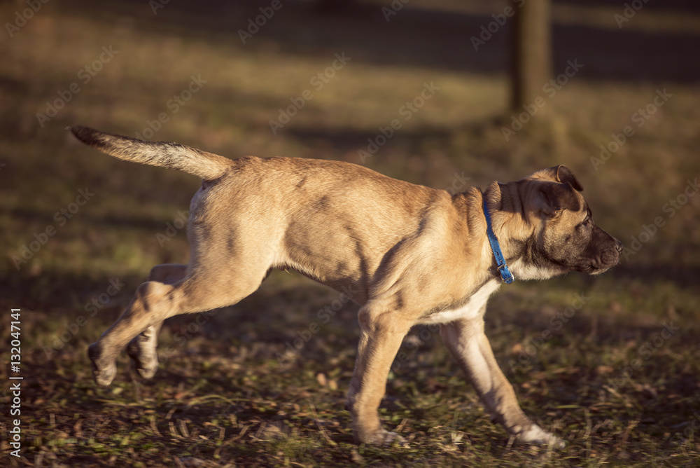 Small brown dog run in the backyard Small brown dog run in the backyard