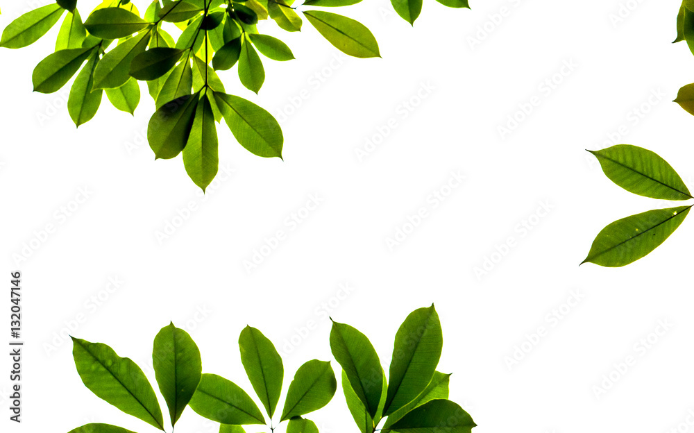 Fresh light green tree leave isolated on white background