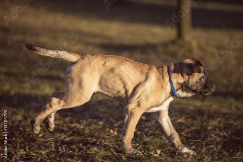 Small brown dog run in the backyard © dorriss