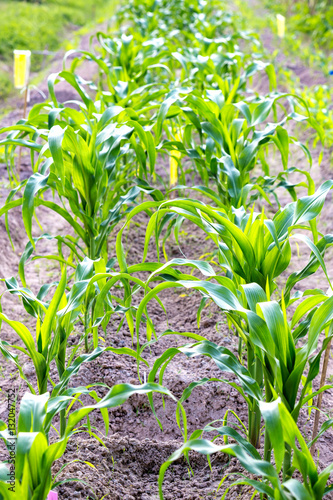 Corn seedlings in the garden