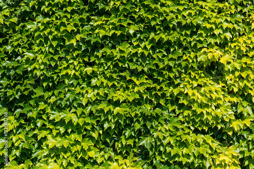 Green Ivy wall background