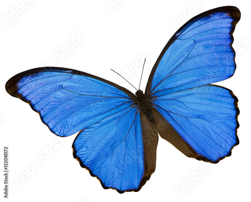 Blue butterfly © Nazzu