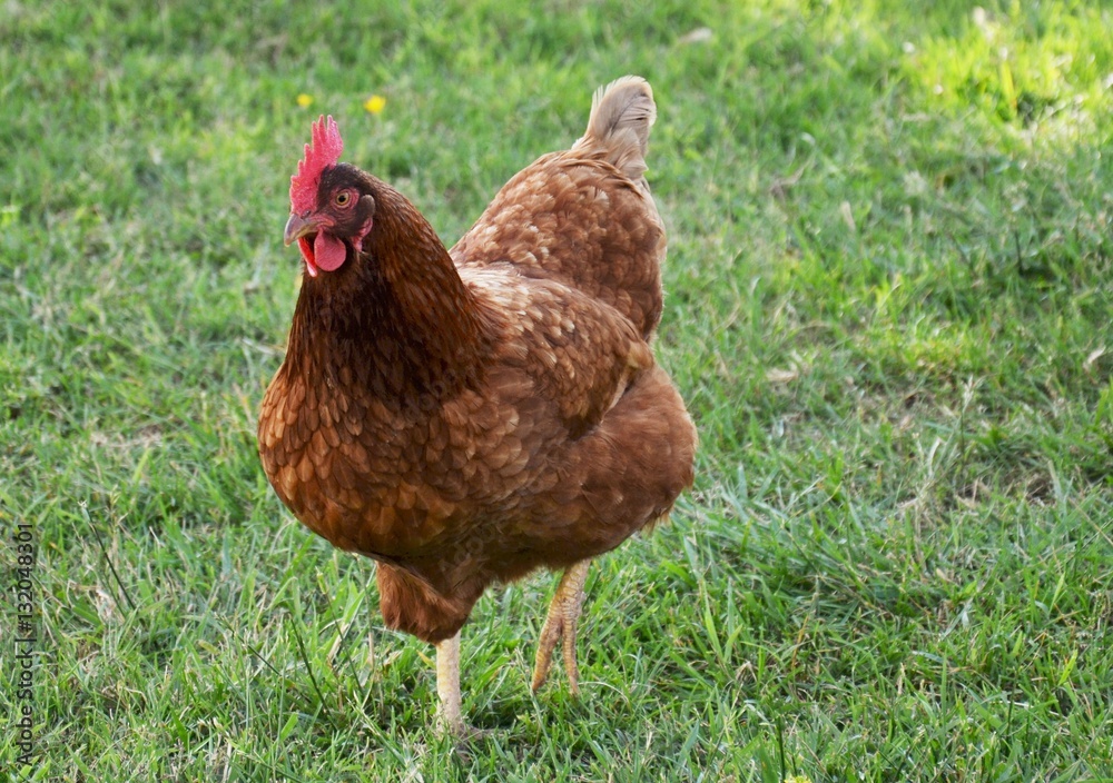Fototapeta premium hen