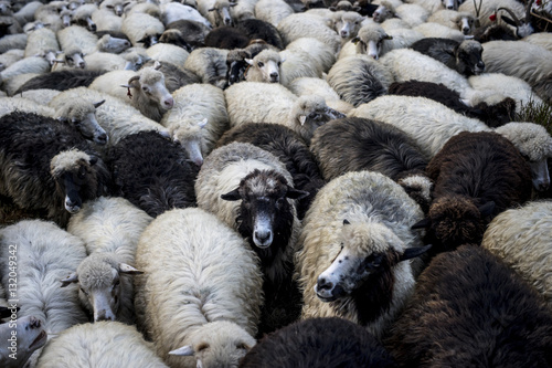 sheep herd