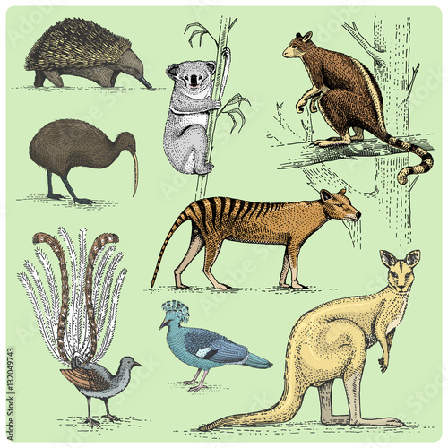 set of australian animals engraved, hand drawn vector illustration in woodcut scratchboard style, vintage drawing species.