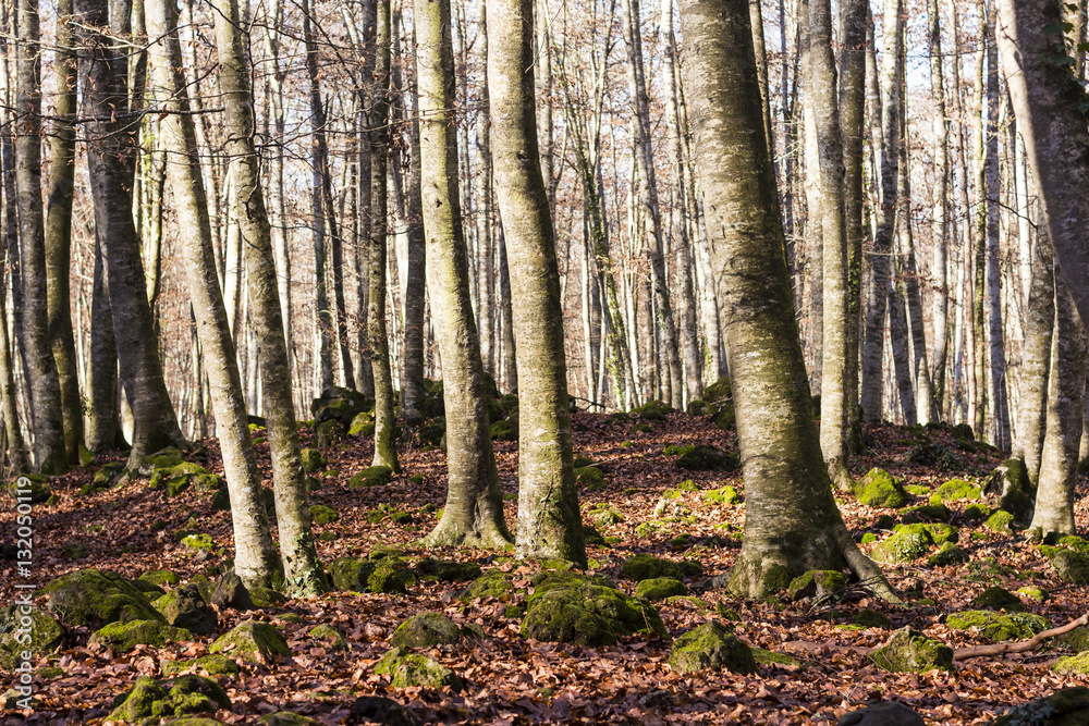 Naklejka premium Autumn in the beech forest