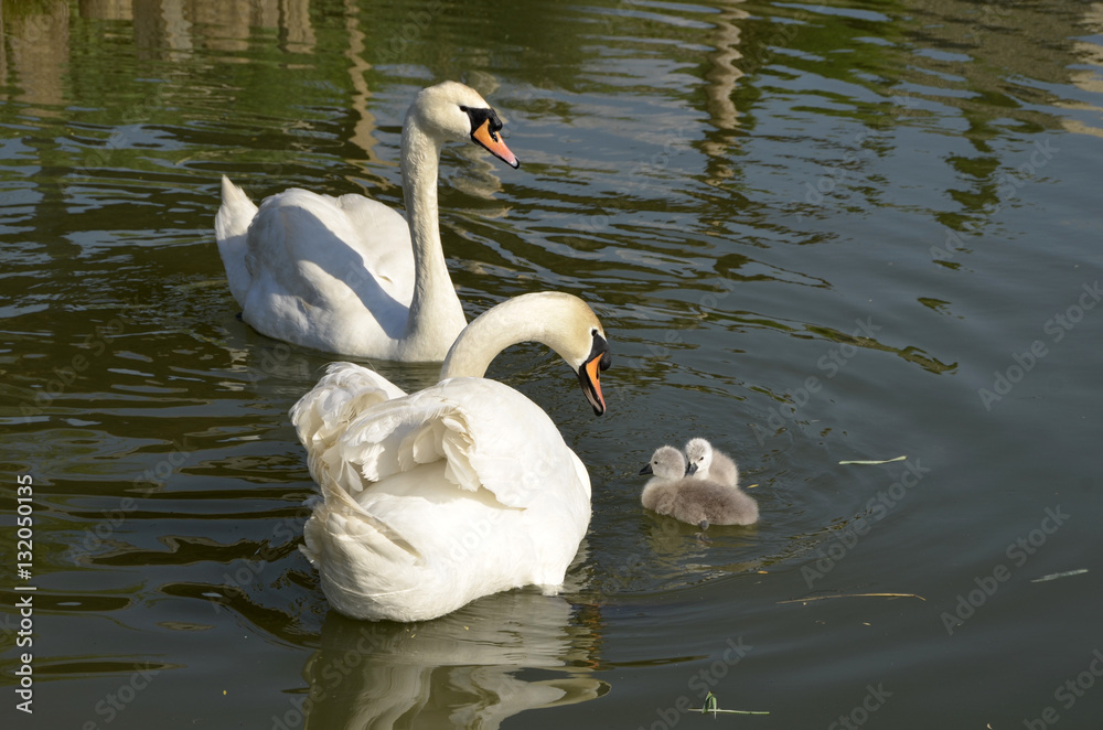 Obraz premium Two swans and descendants