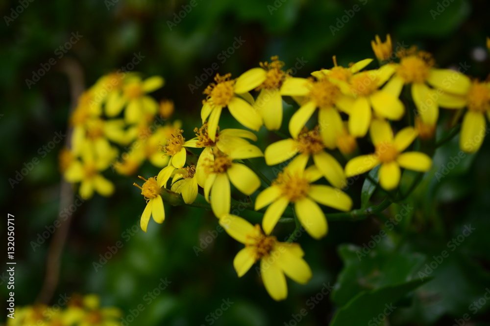 Fototapeta premium The yellow little flowers