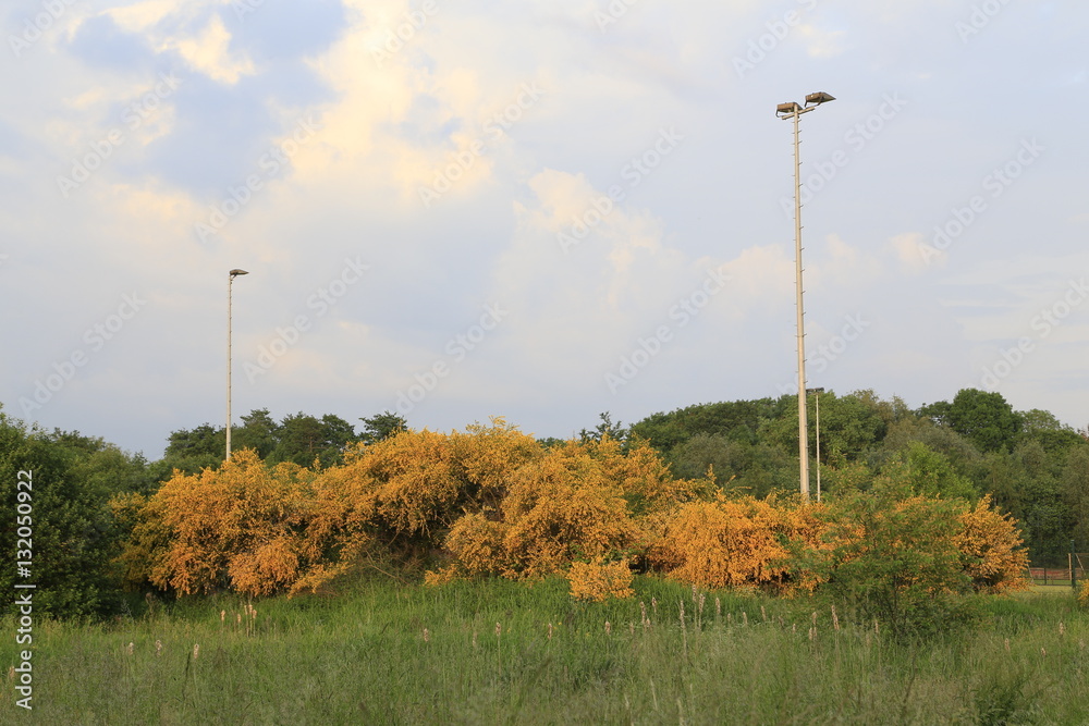 Fototapeta premium Am Grambker Sportparksee im Sommer