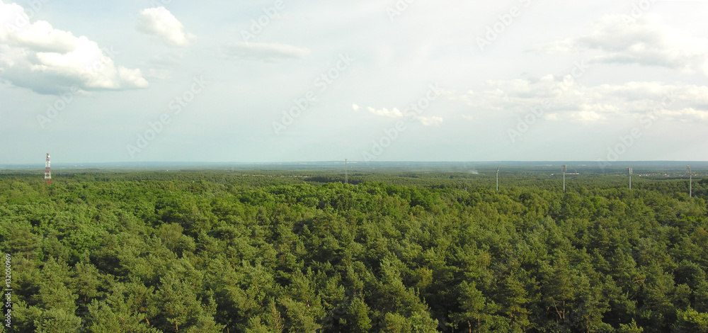 Fototapeta premium Forest