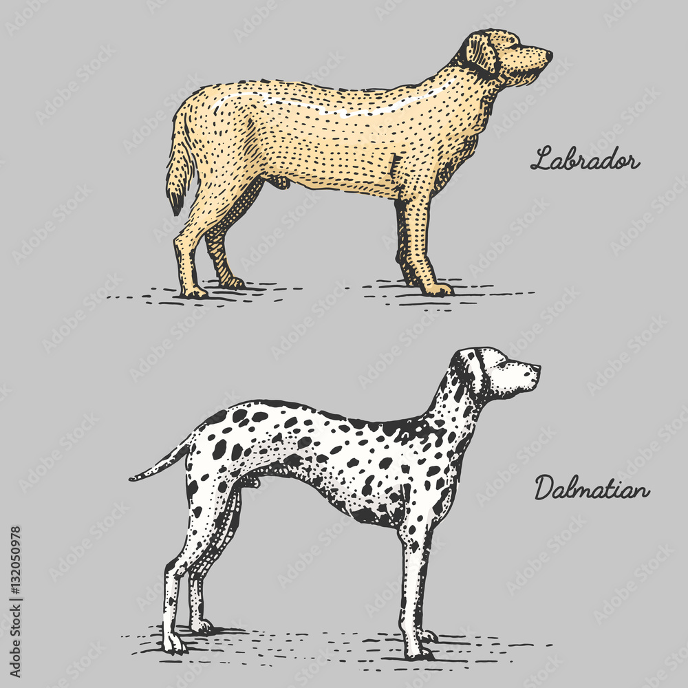 dog breed engraved, hand drawn vector illustration in woodcut scratchboard style, vintage species.