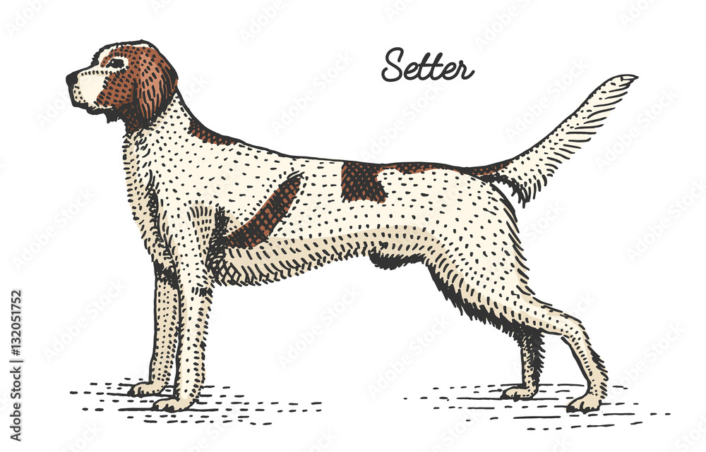 Fototapeta premium dog breed engraved, hand drawn vector illustration in woodcut scratchboard style, vintage species.