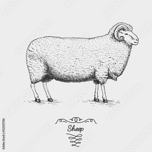 sheep engraved, hand drawn vector illustration in woodcut scratchboard style, vintage drawing species.