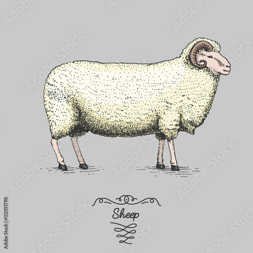 sheep engraved, hand drawn vector illustration in woodcut scratchboard style, vintage drawing species.
