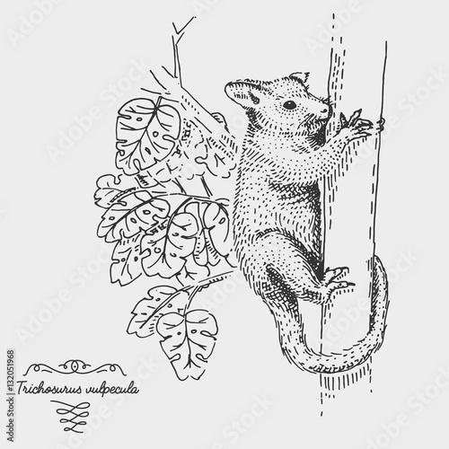 Brushtail Possum Trichosurus vulpecula engraved, hand drawn vector illustration in woodcut scratchboard style, vintage drawing species.