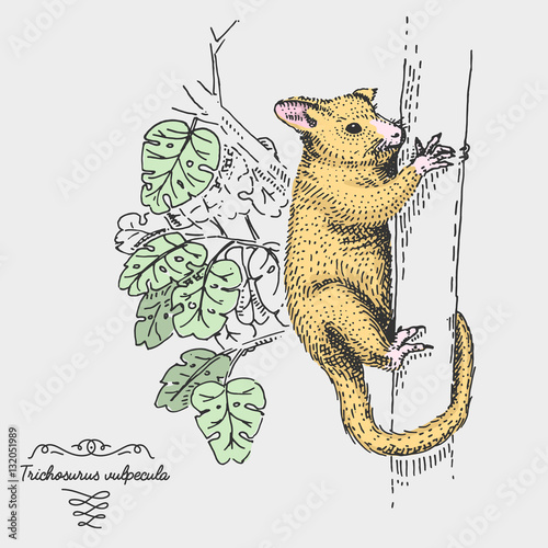 Brushtail Possum Trichosurus vulpecula engraved, hand drawn vector illustration in woodcut scratchboard style, vintage drawing species.