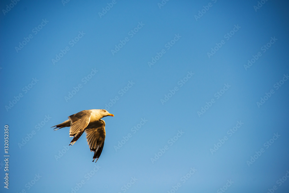 Obraz premium Gull in Flight on Blue Sky