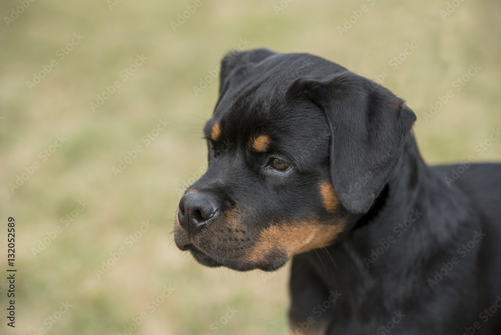 Head shot of young Rottweiler .Selective focus on the dog