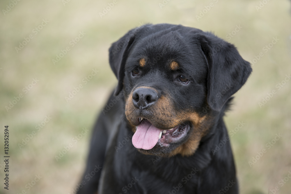 Head shot of young Rottweiler .Selective focus on the dog Head shot of young Rottweiler .Selective focus on the dog
