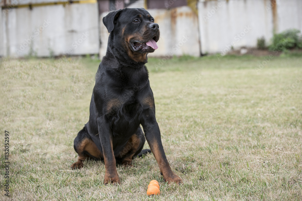 Black Rottweiler relaxes in the park Black Rottweiler relaxes in the park