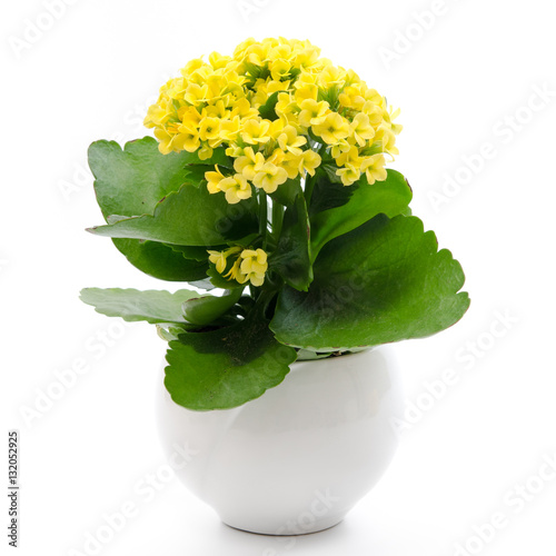 Принти на полотні Kalanchoe blossfeldiana