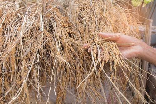 Close up of old female hand touching golden rice with warm light