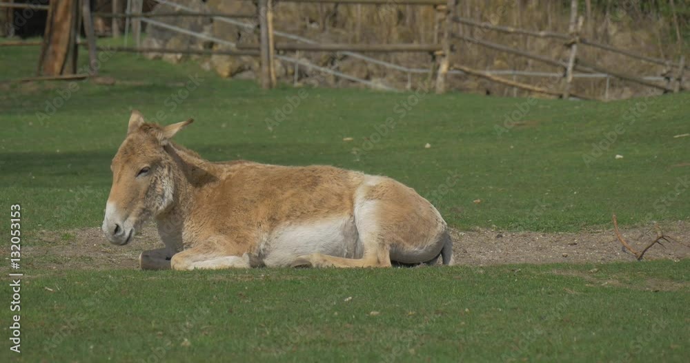 Brown Donkey is Lying on Grass Resting on Lawn Green Fresh Medow in Paddock Excursion in Sunny Spring Day Domestic Animal Symbol of Stupid Person Fun Brown Donkey is Lying on Grass Resting on Lawn Green Fresh Medow in Paddock Excursion in Sunny Spring Day Domestic Animal Symbol of Stupid Person Fun