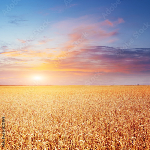 Blue sky and golden field of wheat.