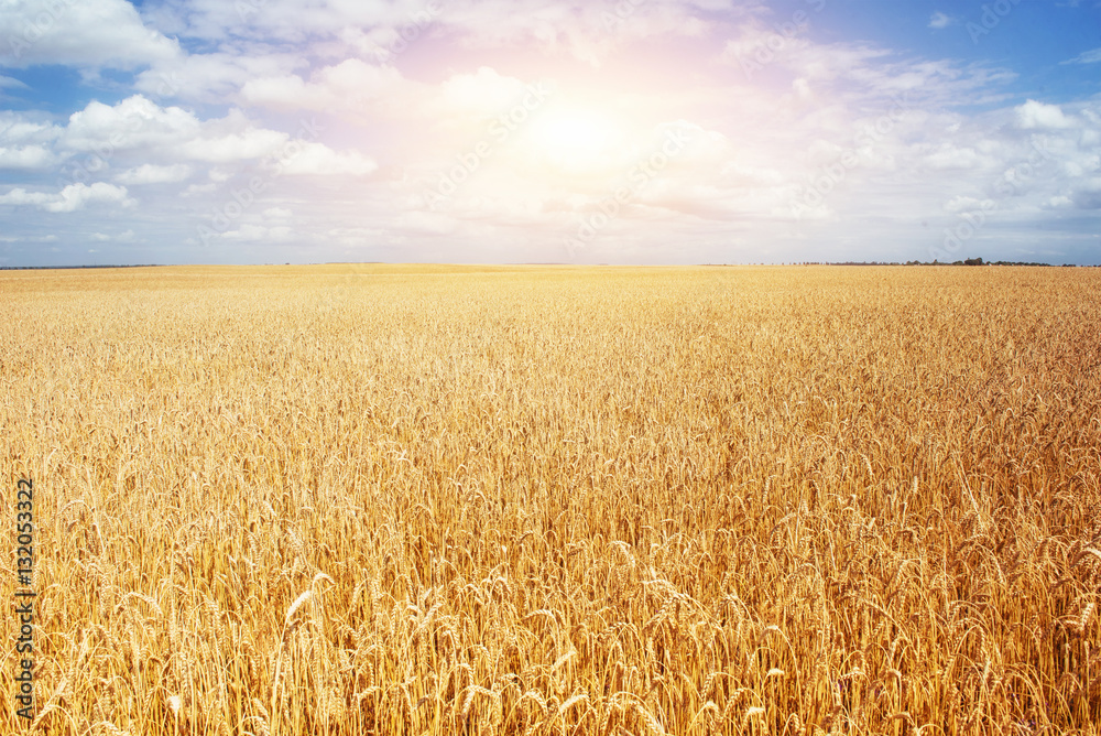  meadow wheat under sky