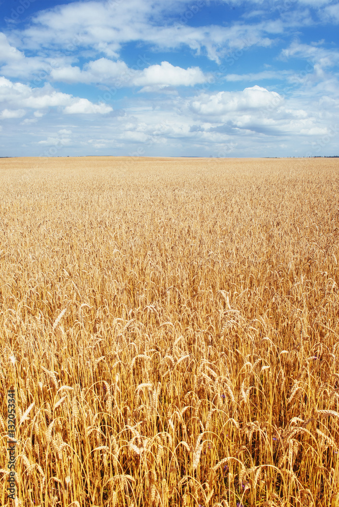 Blue sky and golden field of wheat. Blue sky and golden field of wheat.