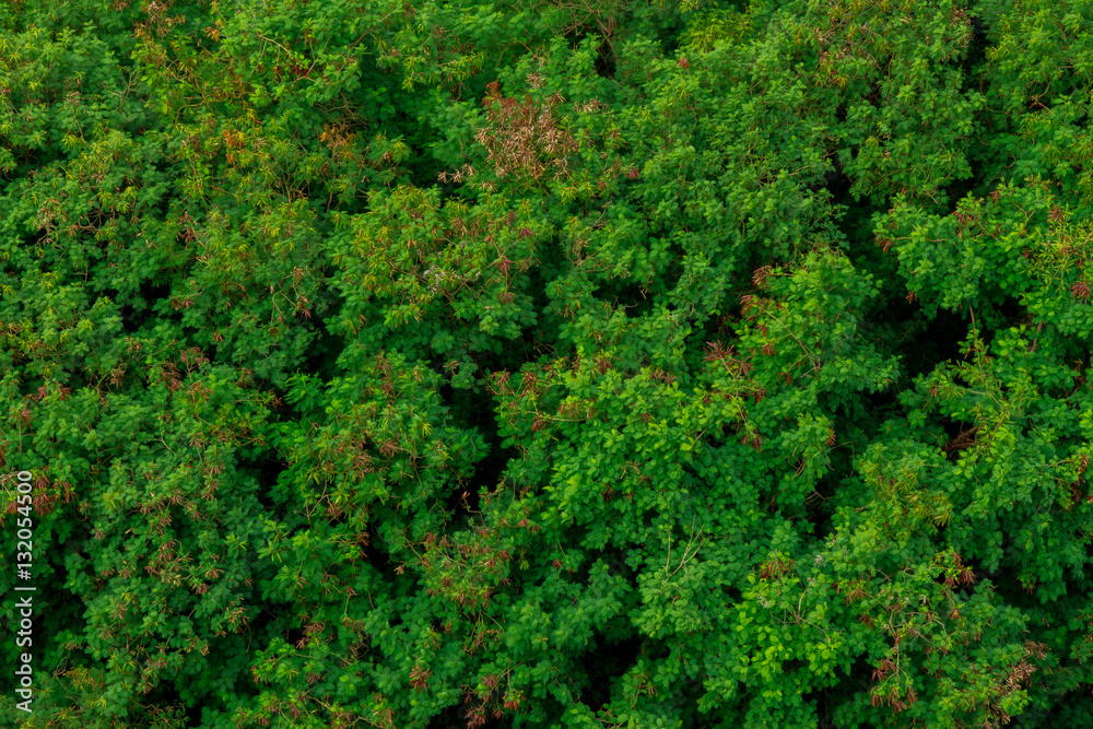 Naklejka premium Peaceful jungle greenery symbolizing a fresh breathe of air and