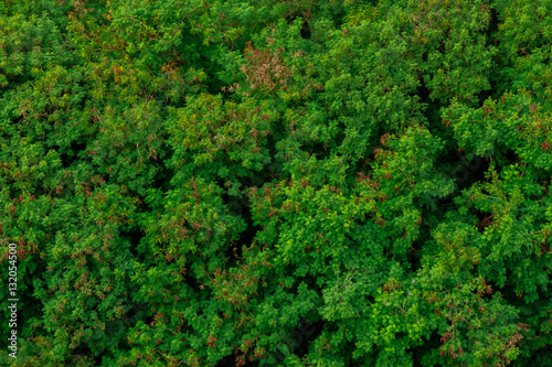 Peaceful jungle greenery symbolizing a fresh breathe of air and photo