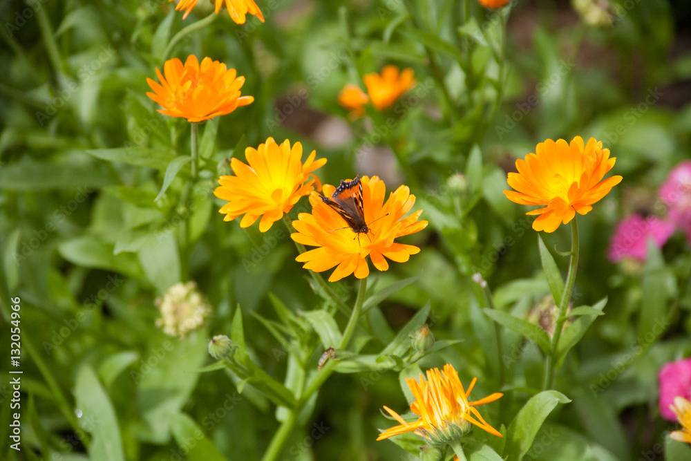 Orange Flower with Butterfly Orange Flower with Butterfly