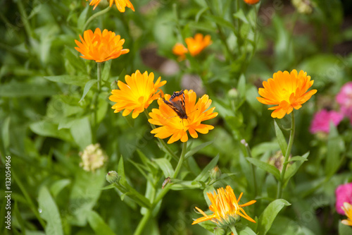 Orange Flower with Butterfly
