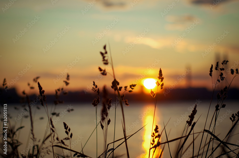 Obraz premium grass during sunset