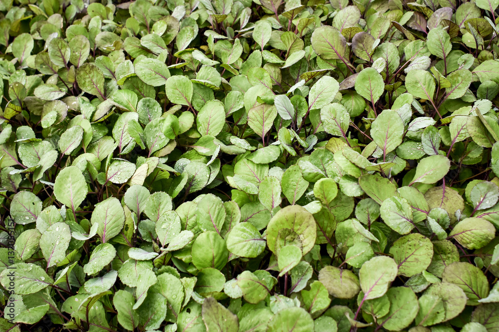 Green young organic vegetable seeding in the nursery before moving to prepared ground. Green young organic vegetable seeding in the nursery before moving to prepared ground.