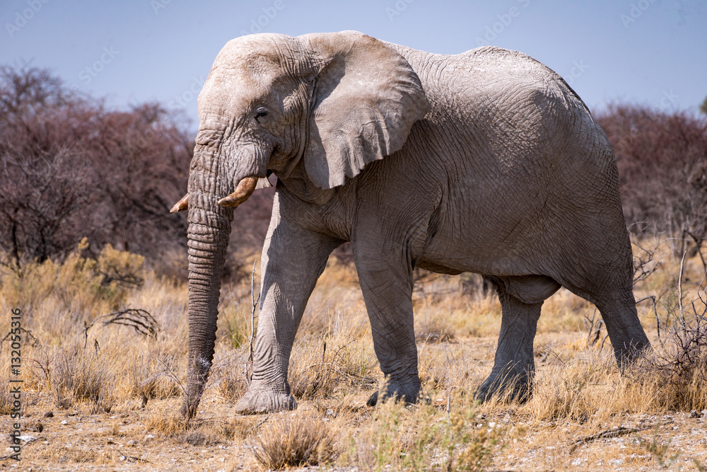 African elephant in the Etosha National Park, Namibia